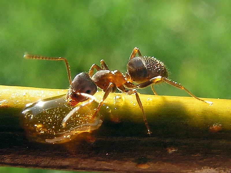 Fourmis — photographie d’illustration