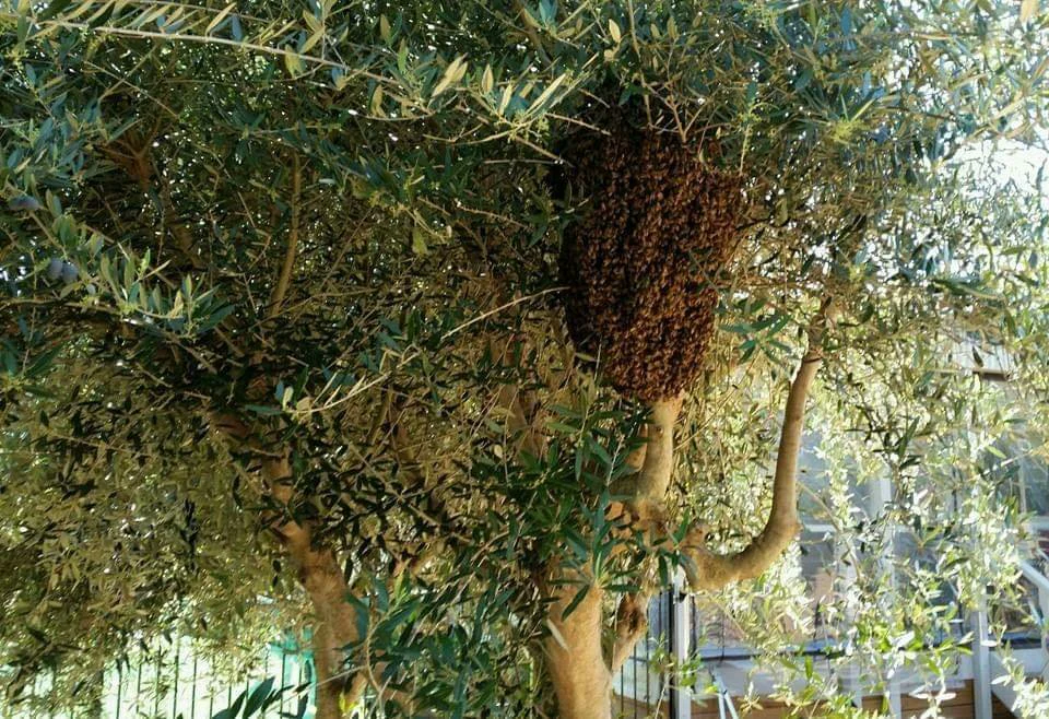 Essaim d’abeilles sur un arbre — photographie d’illustration