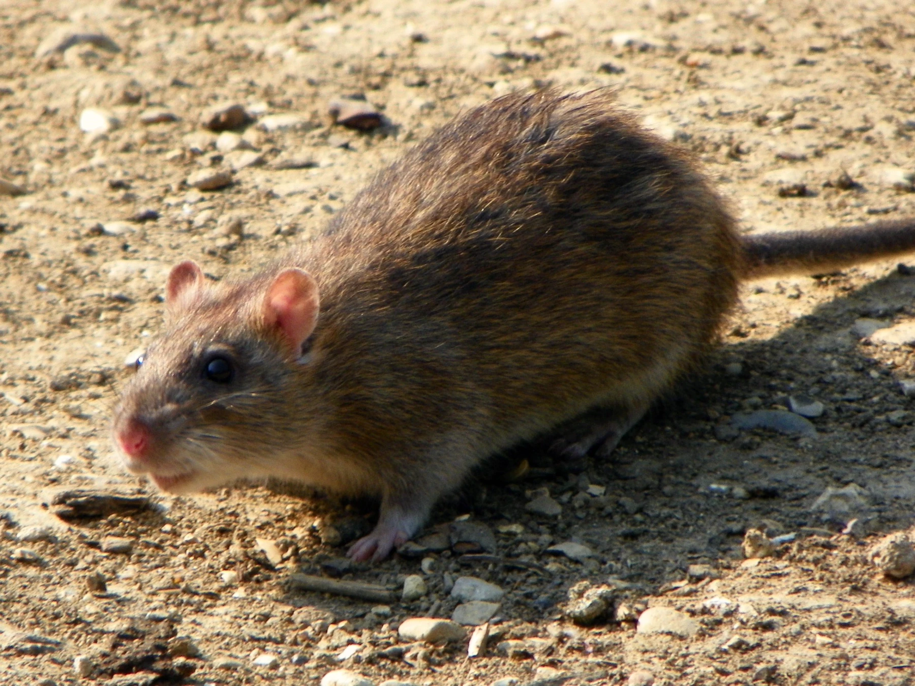 Rat brun (Rattus norvegicus) au corps massif, photographié au sol.