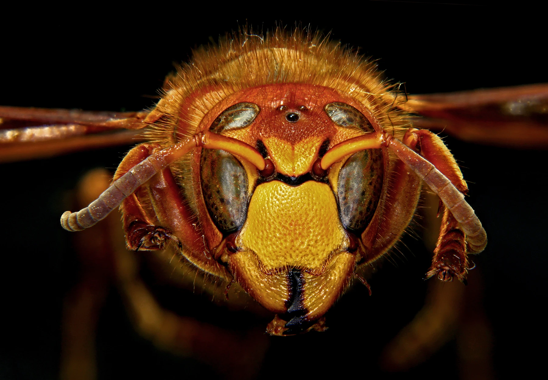 Frelon européen (Vespa crabro) — tête vue de face.