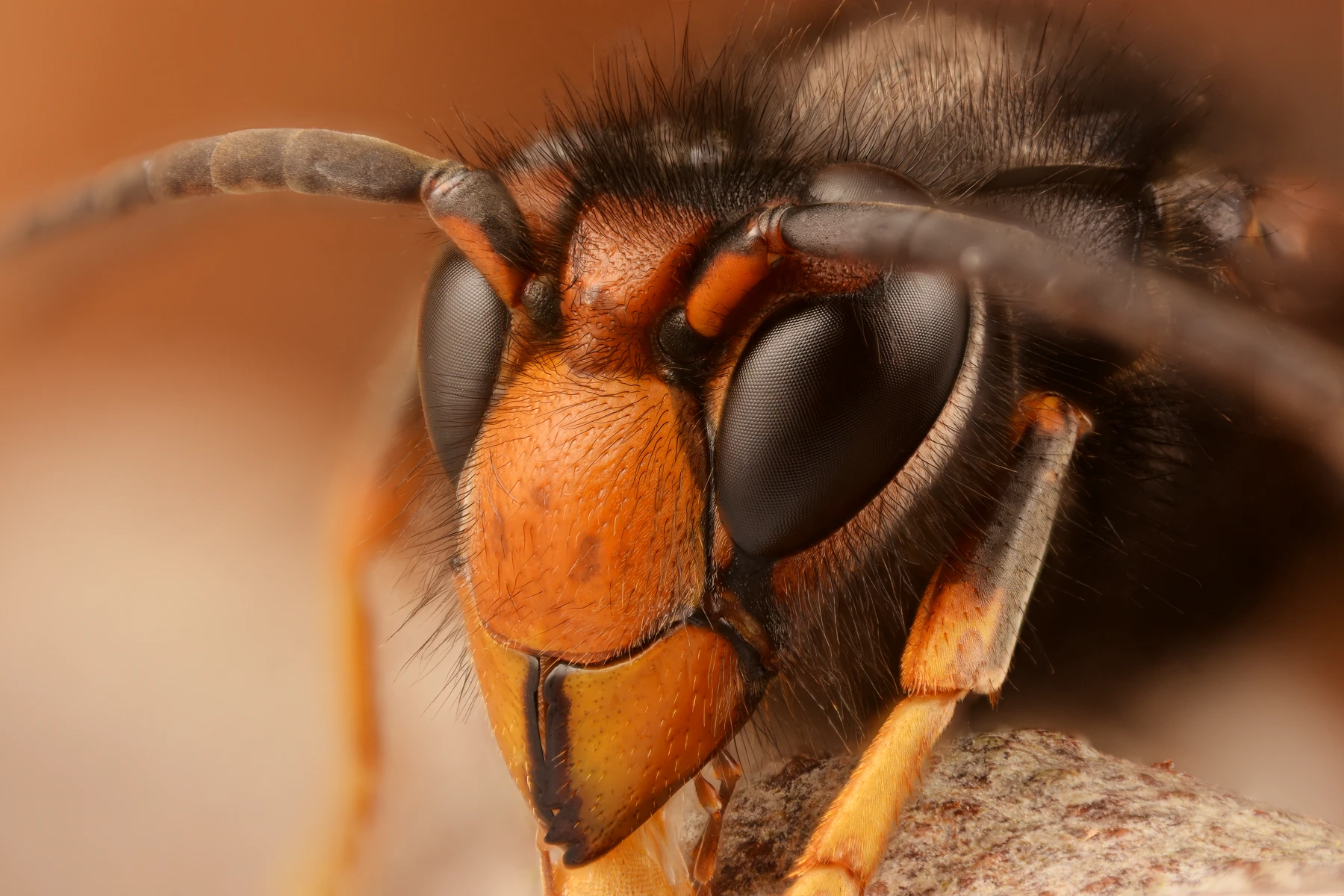 Frelon asiatique (Vespa velutina) — gros plan de la tête.